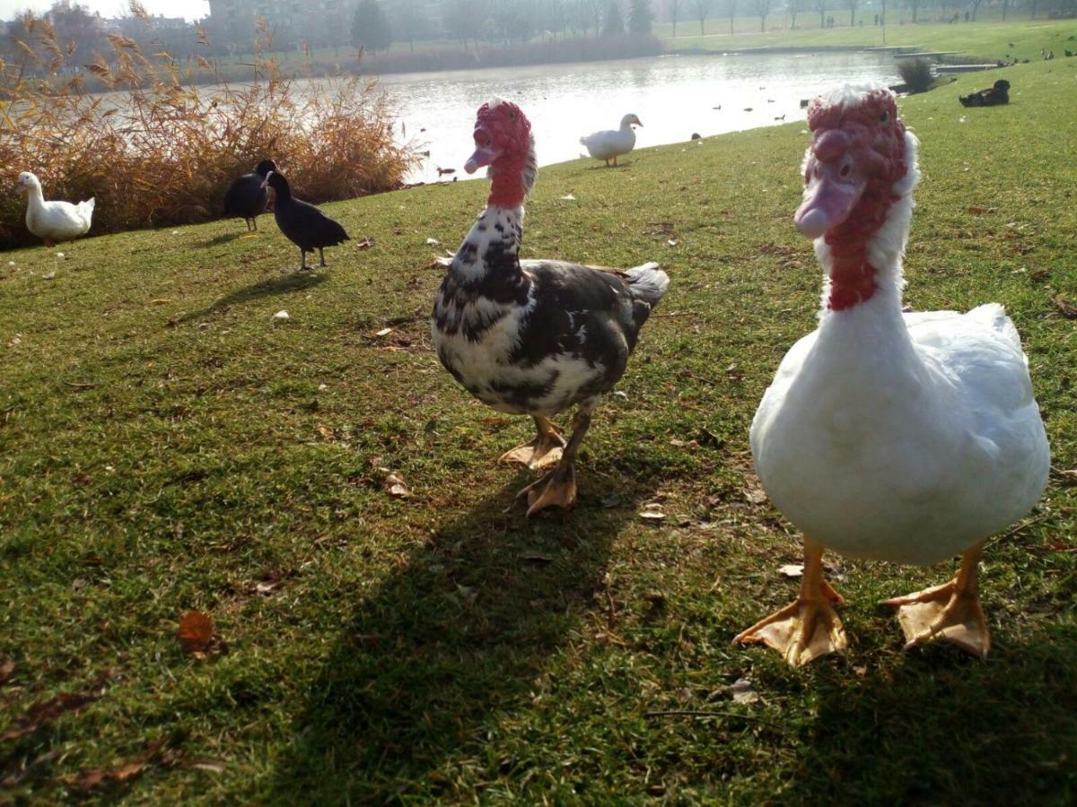 La Laguna Apartman Laguna de Duero Kültér fotó